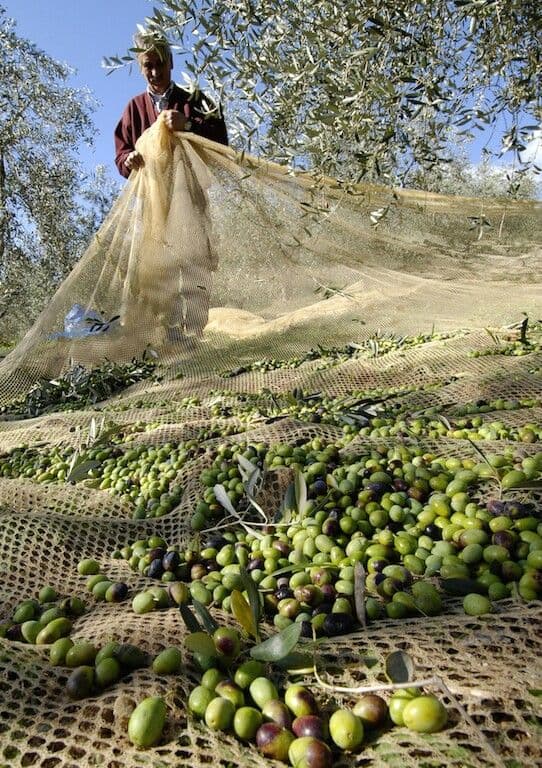 Sfax, l'olive et le barbecue d'El Jem